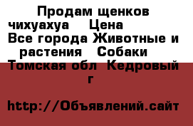 Продам щенков чихуахуа  › Цена ­ 10 000 - Все города Животные и растения » Собаки   . Томская обл.,Кедровый г.